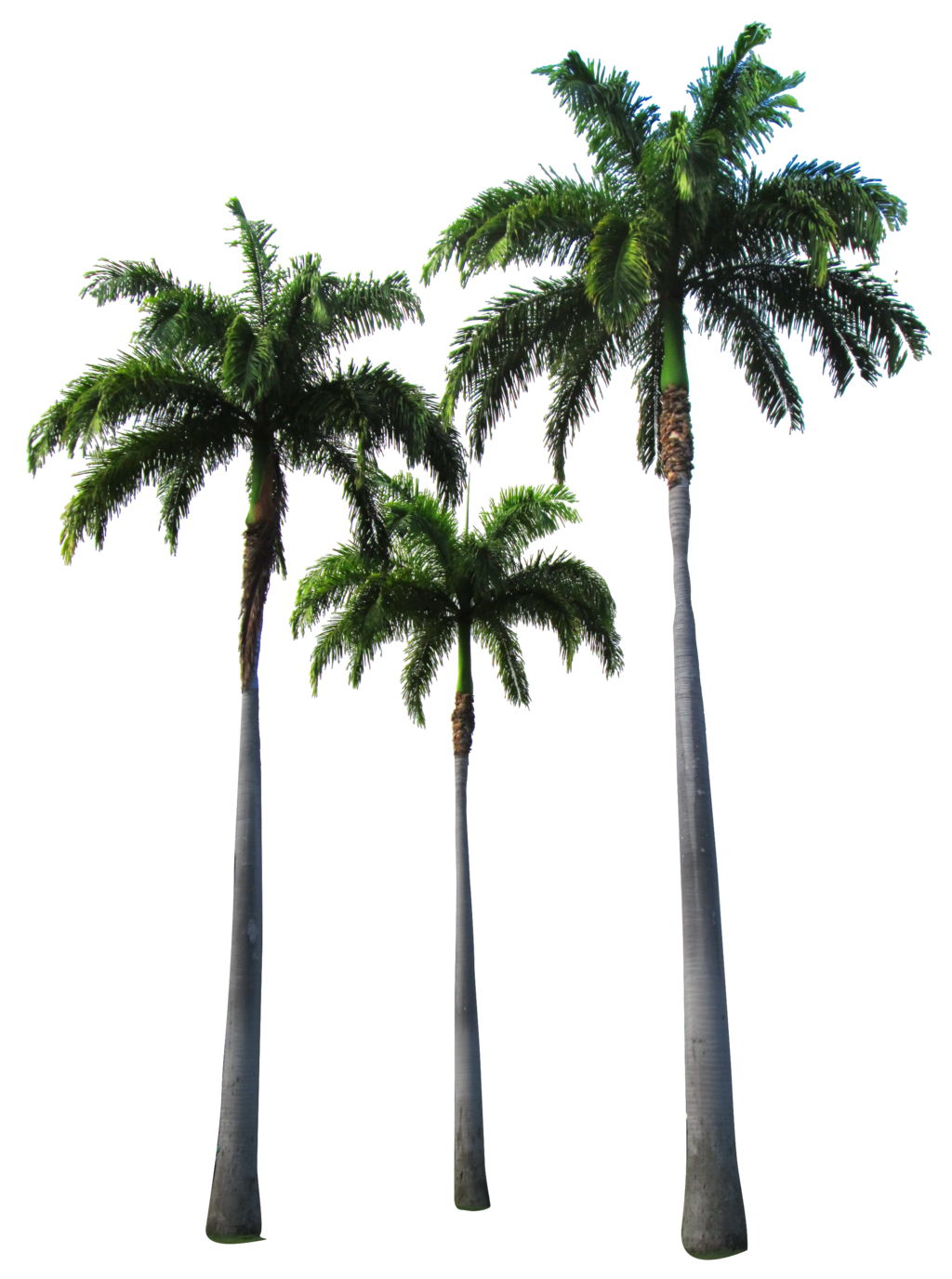 Top Palm Tree Transparent Free PNG