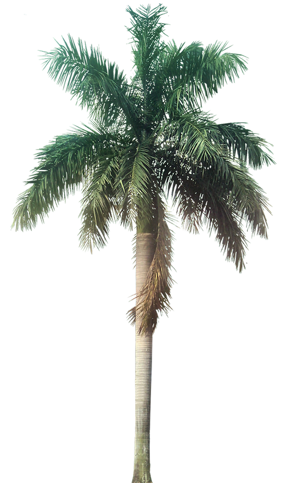 Top Palm Tree Transparent PNG