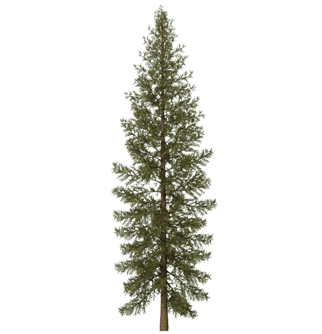 Tree Conifer Background PNG Image