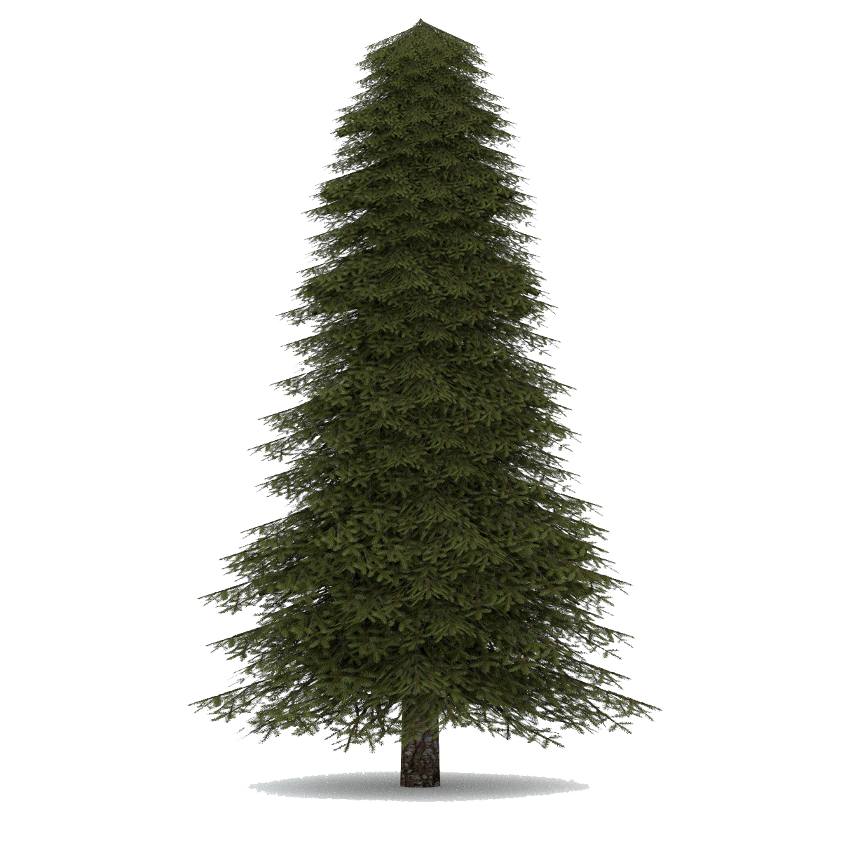 Tree Conifer Download Free PNG