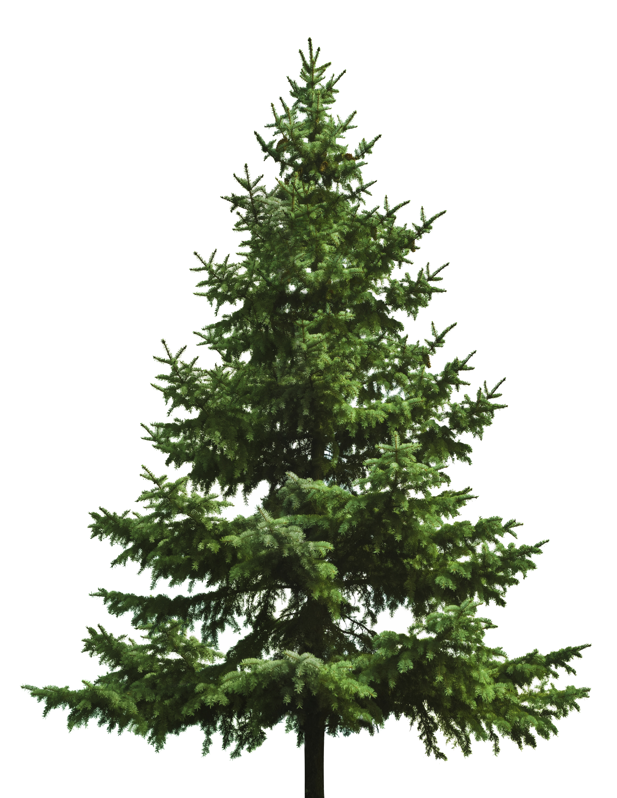 Tree Conifer Free PNG