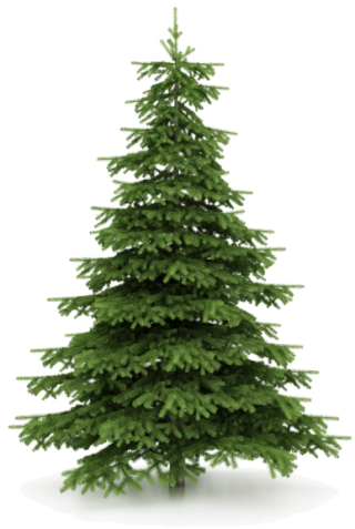 Tree Conifer PNG Clipart Background