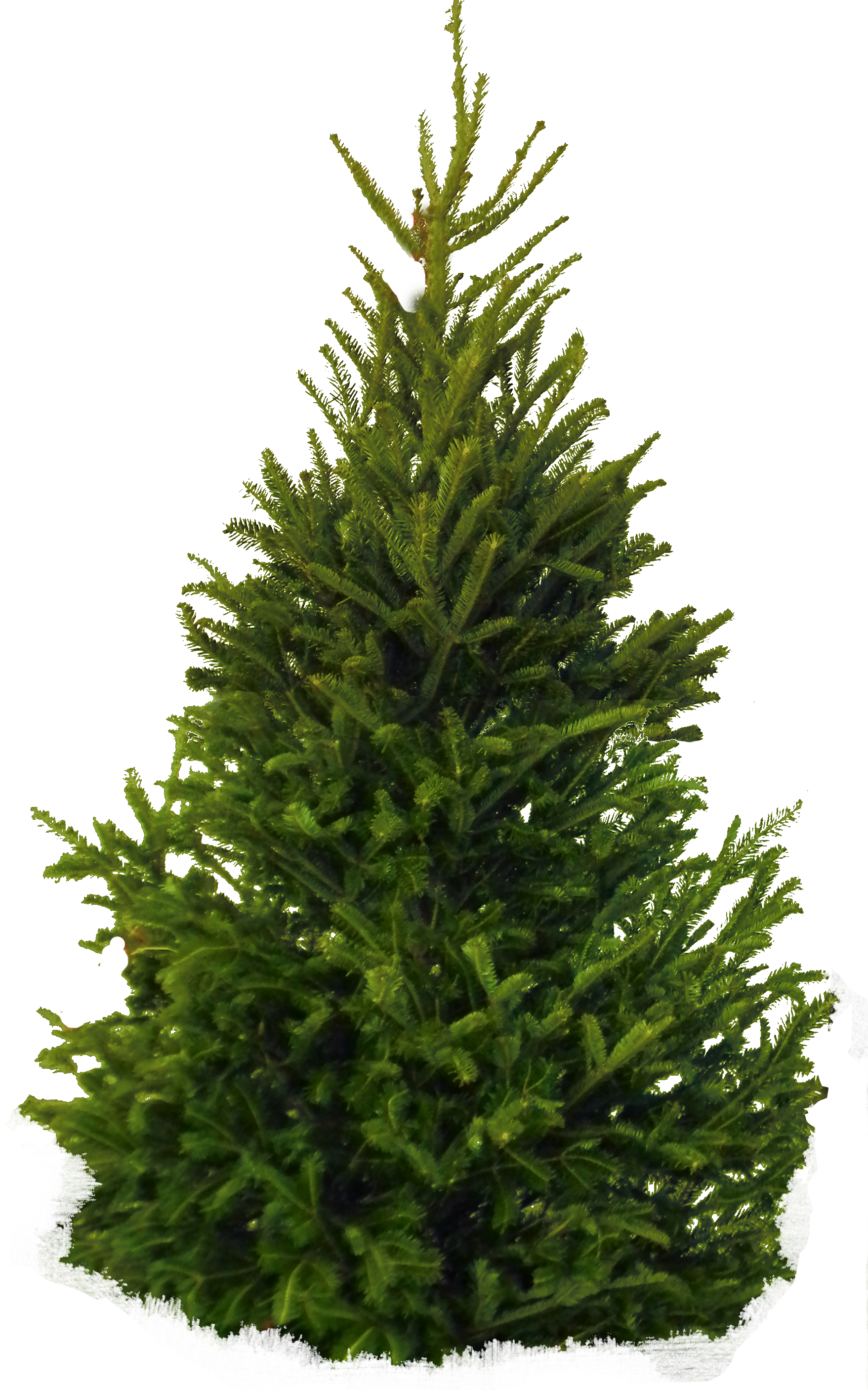 Tree Conifer PNG HD Quality