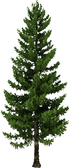 Tree Conifer Transparent File