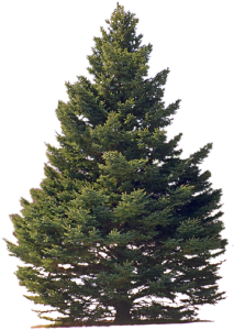 Tree Conifer Transparent Free PNG