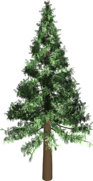 Tree Conifer Transparent Image