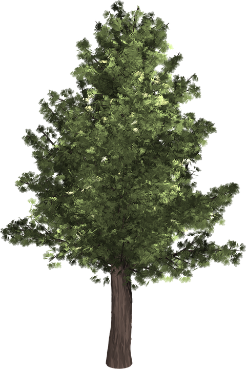 Tree Conifer Transparent Images