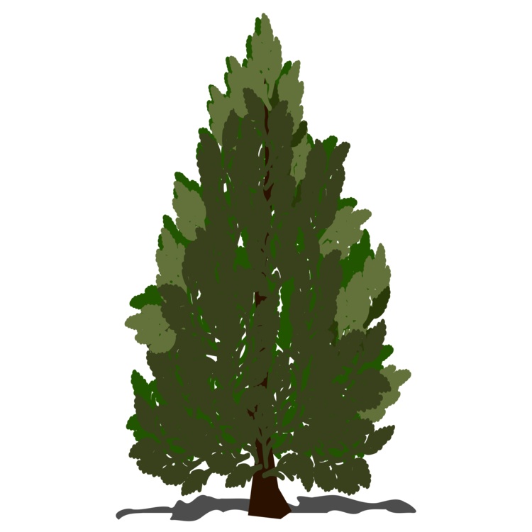 Tree Conifer Transparent PNG