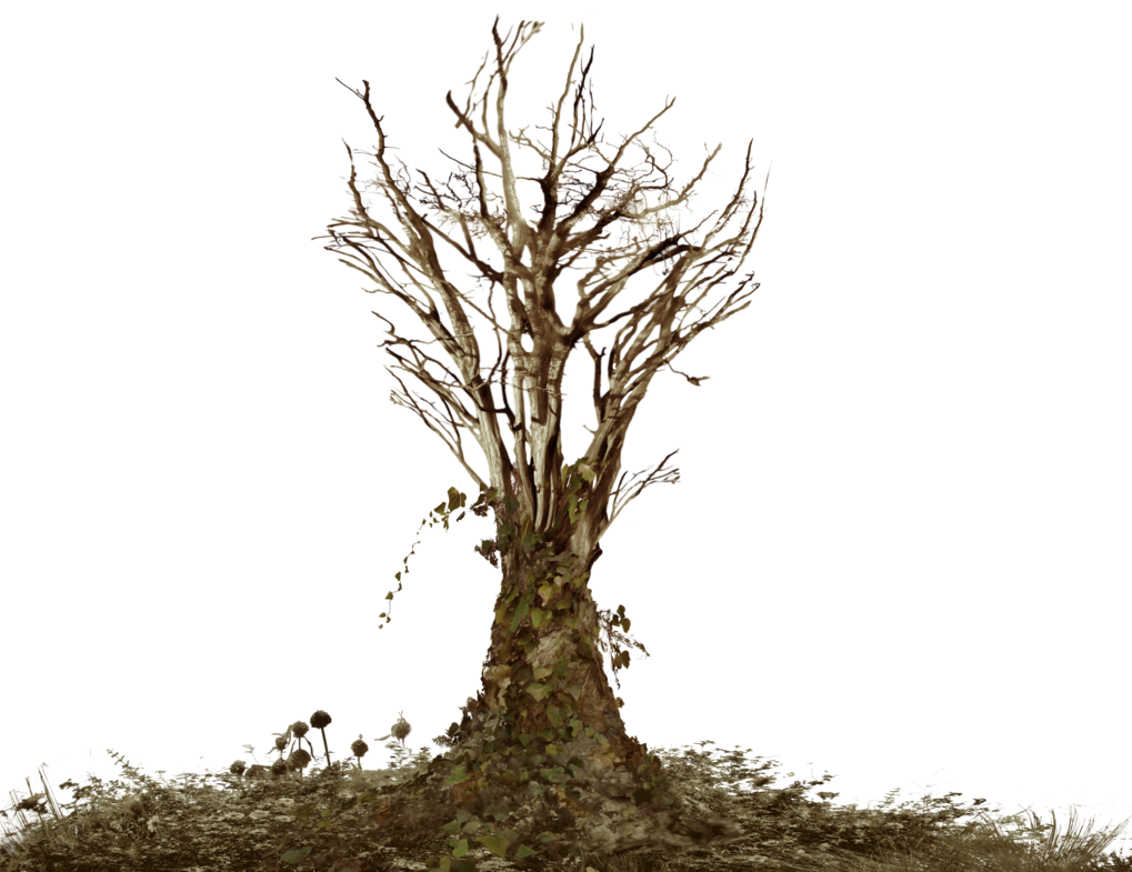 Tree Dead Branches PNG Background