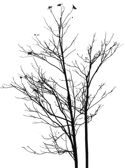 Tree Dead Branches Transparent PNG