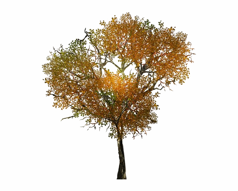 Tree In Autumn Background PNG Image