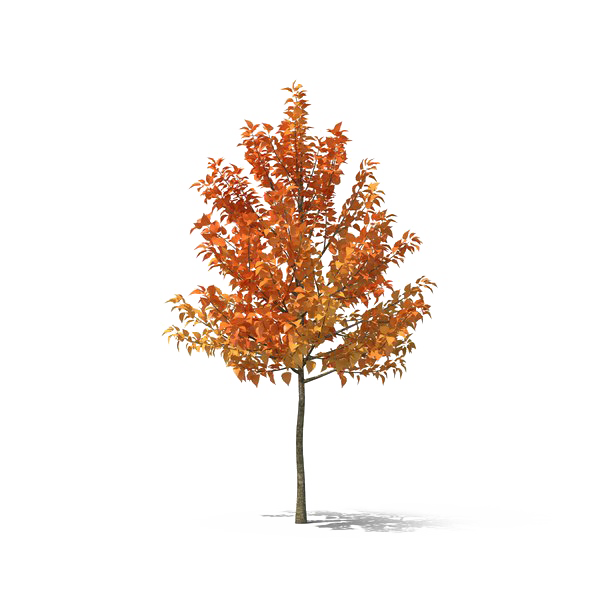 Tree In Autumn Free PNG
