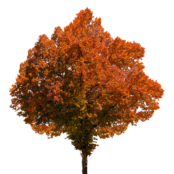 Tree In Autumn PNG Clipart Background