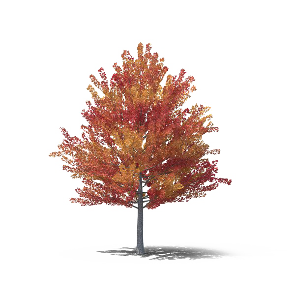 Tree In Autumn PNG Free File Download