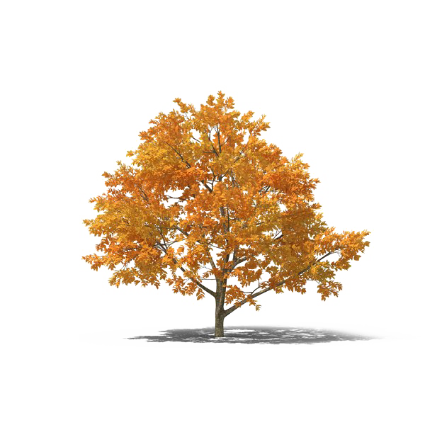 Tree In Autumn PNG HD Quality