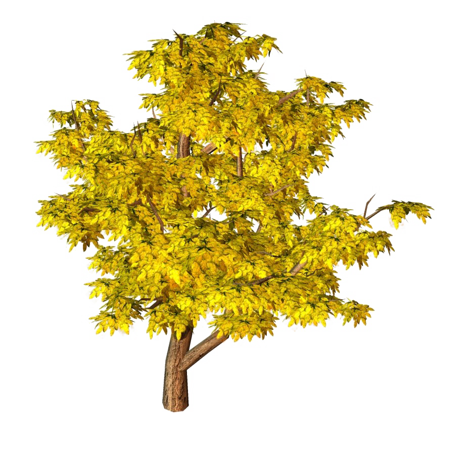 Tree In Autumn Transparent File