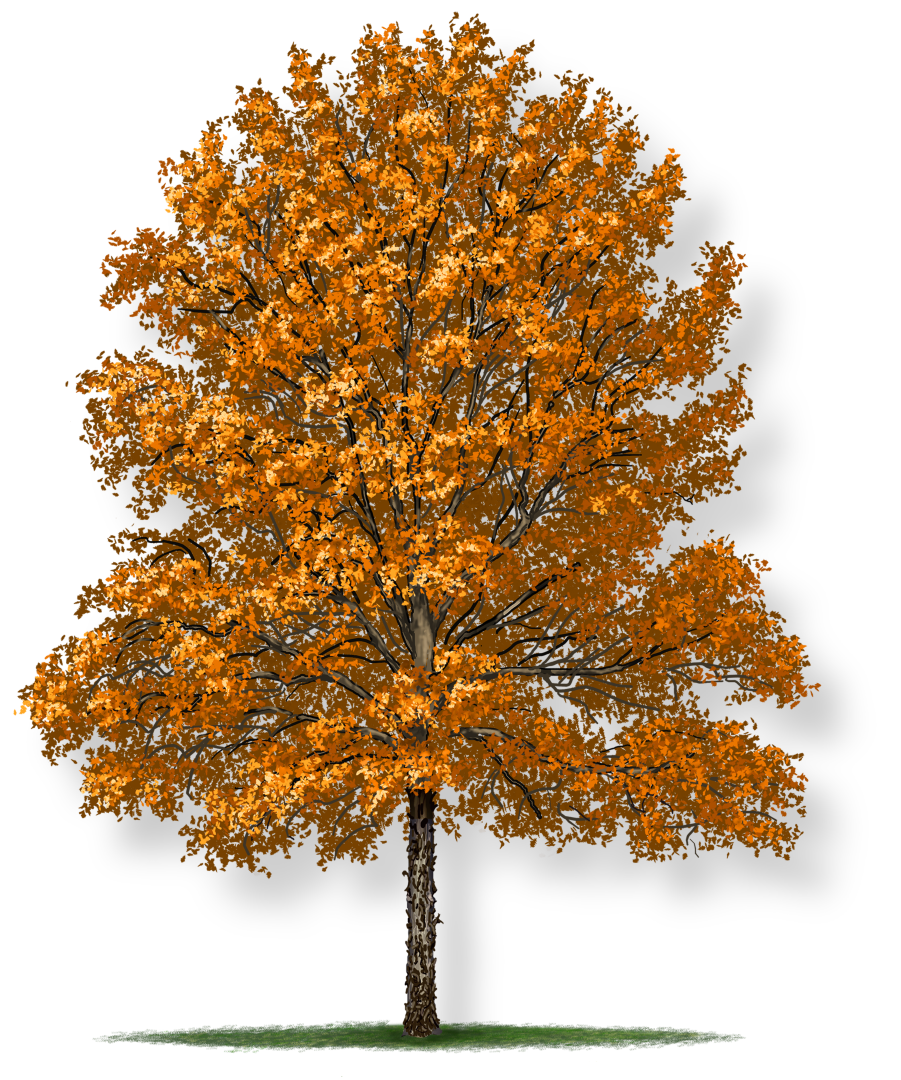Tree In Autumn Transparent Free PNG