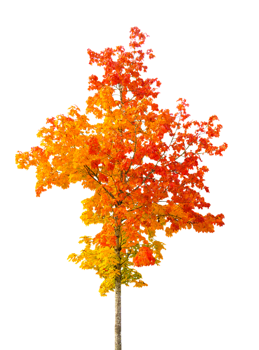 Tree In Autumn Transparent Image