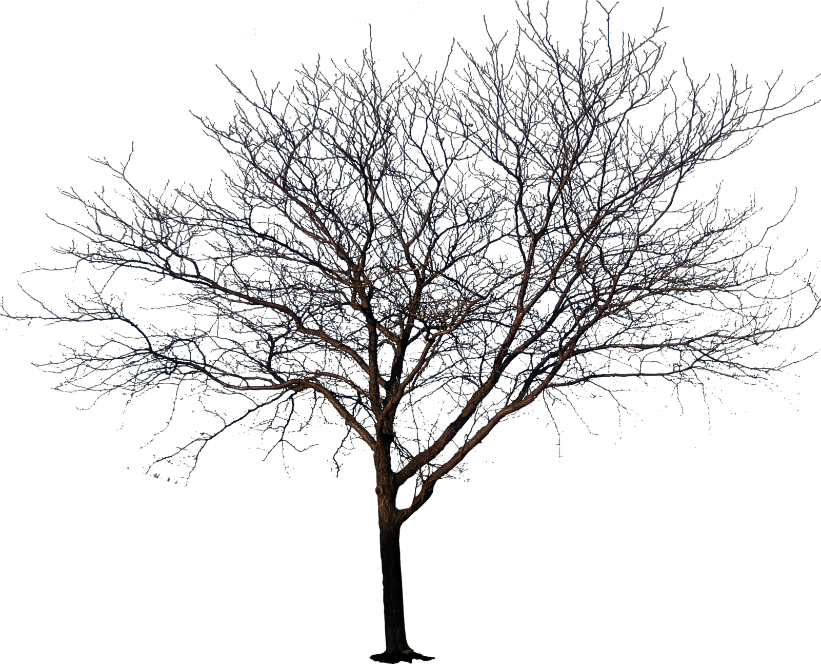Tree No Leaves Transparent Images