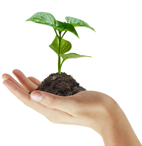 Tree On Hand Background PNG Image