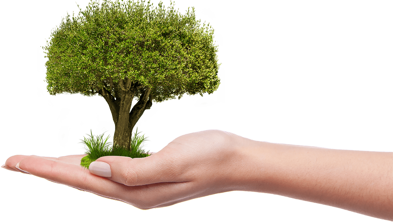Tree On Hand Download Free PNG