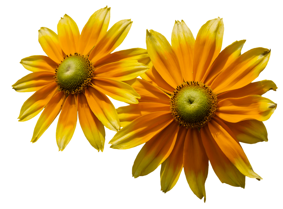 Two Sunflowers PNG Clipart Background