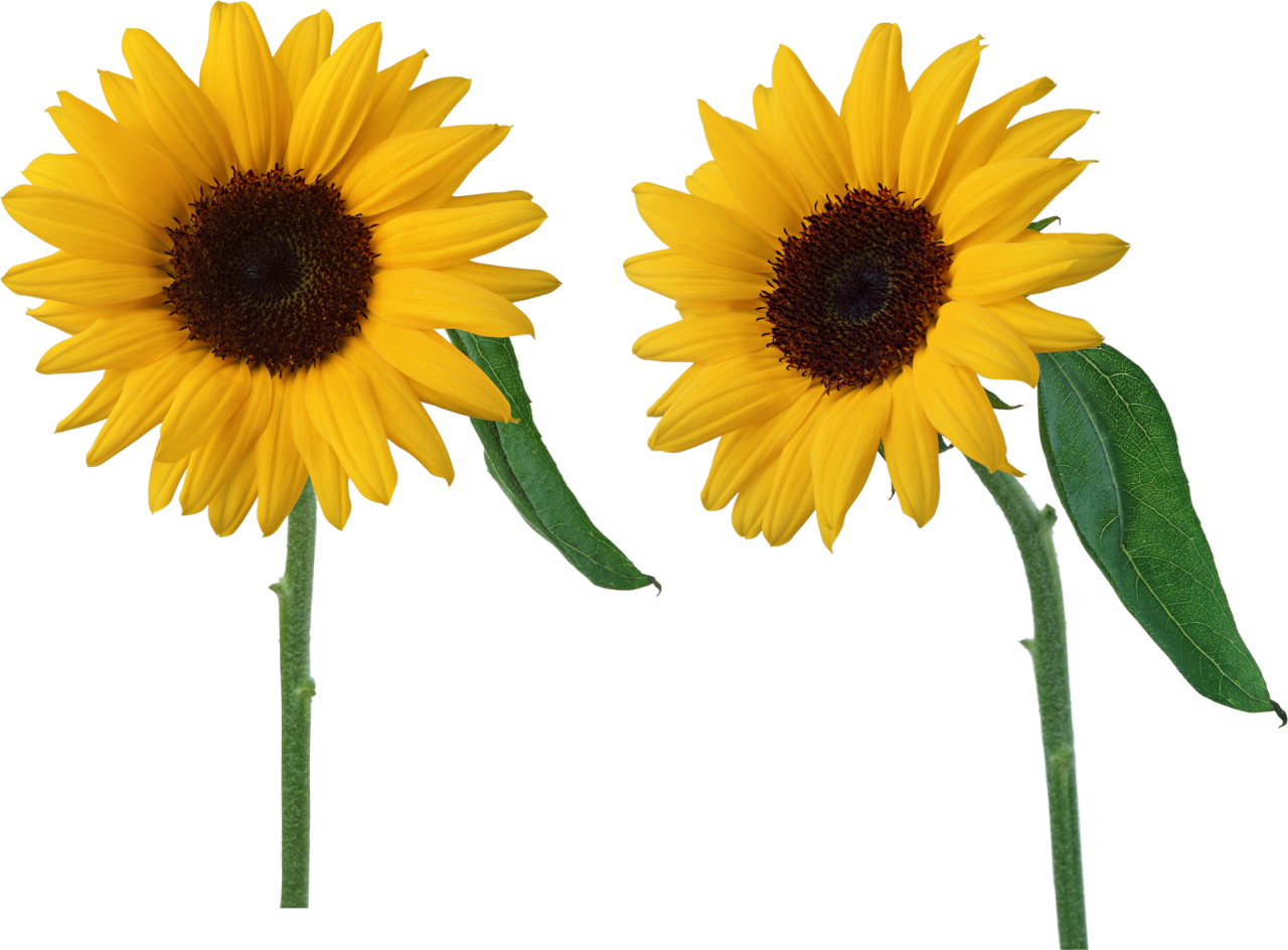 Two Sunflowers PNG HD Quality