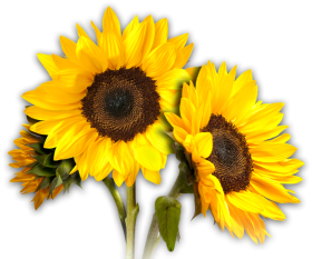 Two Sunflowers Transparent PNG