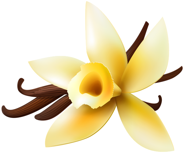 Vanilla Bean Flower Background PNG Image