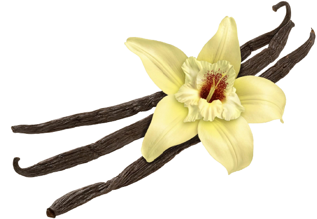Vanilla Bean Flower Transparent File