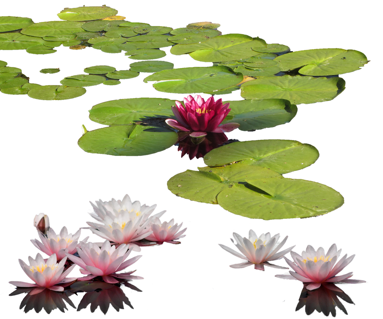 Water Lilies Background PNG Image