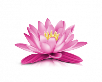 Water Lilies PNG HD Quality