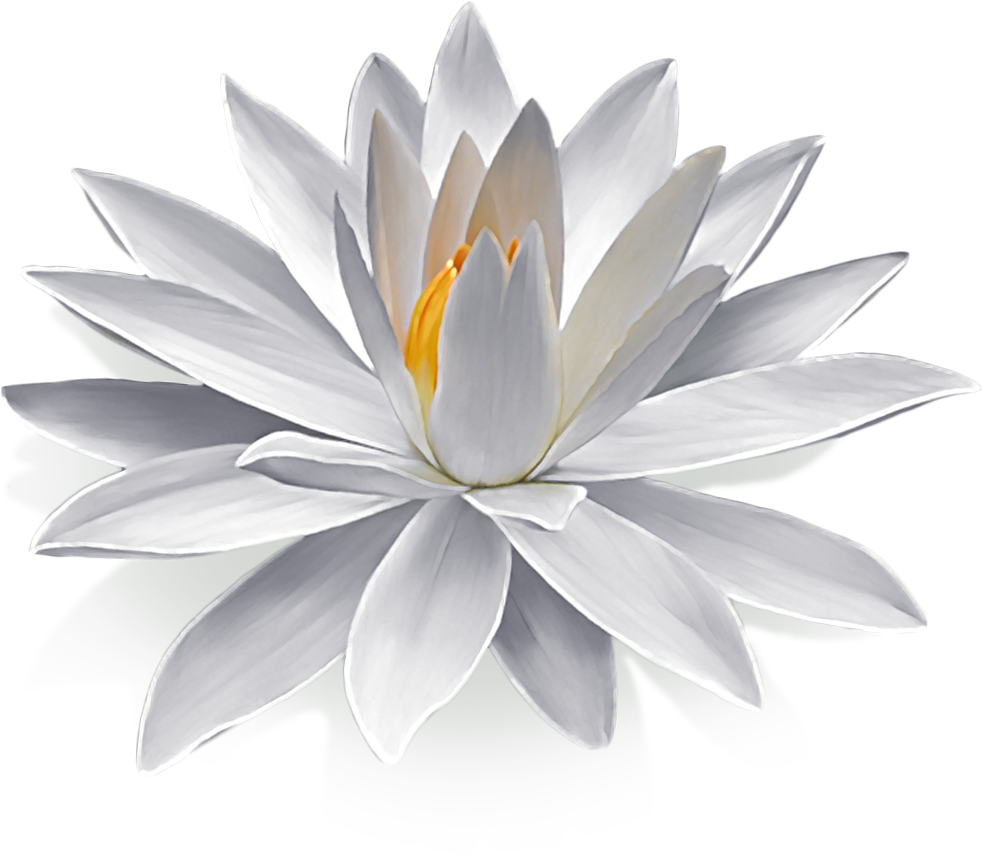 Water Lilies Transparent PNG