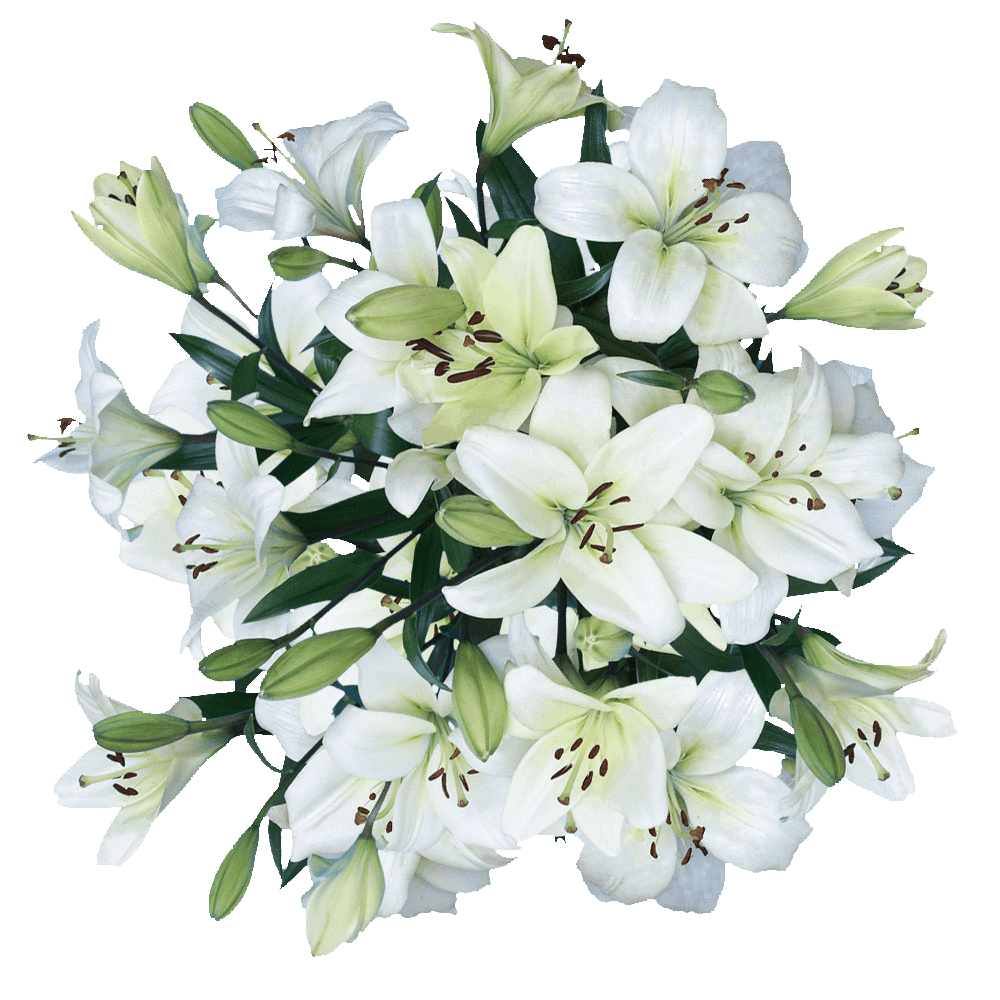 White Flower PNG Images Transparent Background | PNG Play
