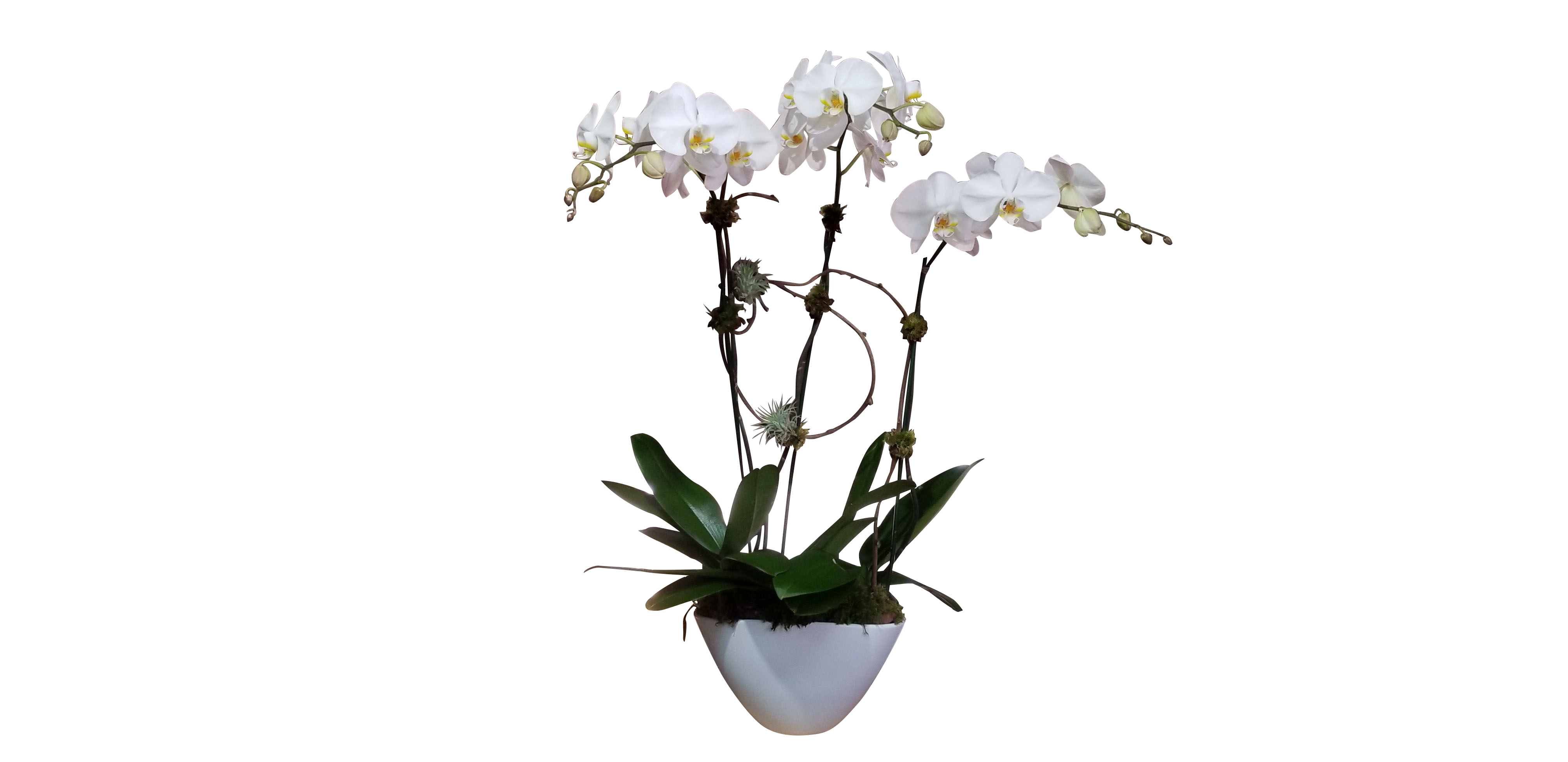 White Flower Transparent Images