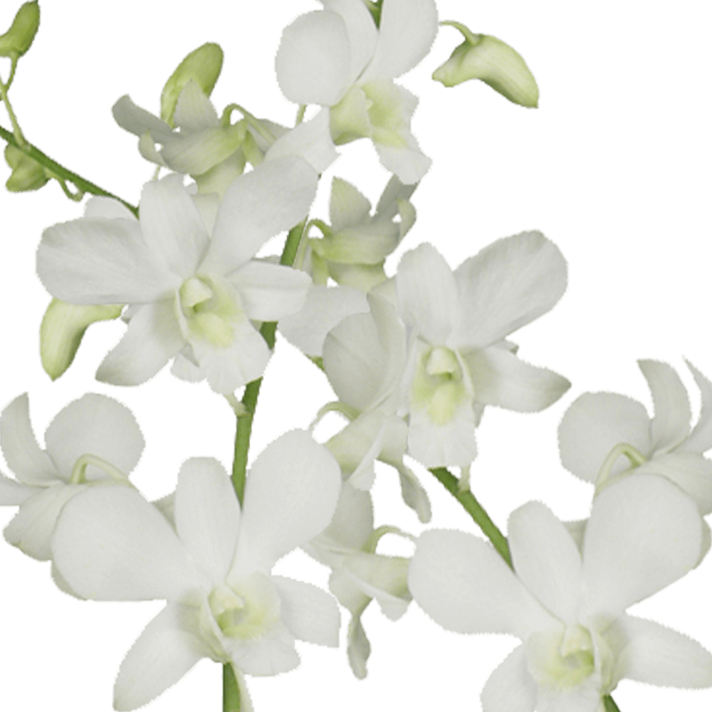 White Orchid Background PNG Image