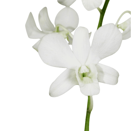 White Orchid Download Free PNG
