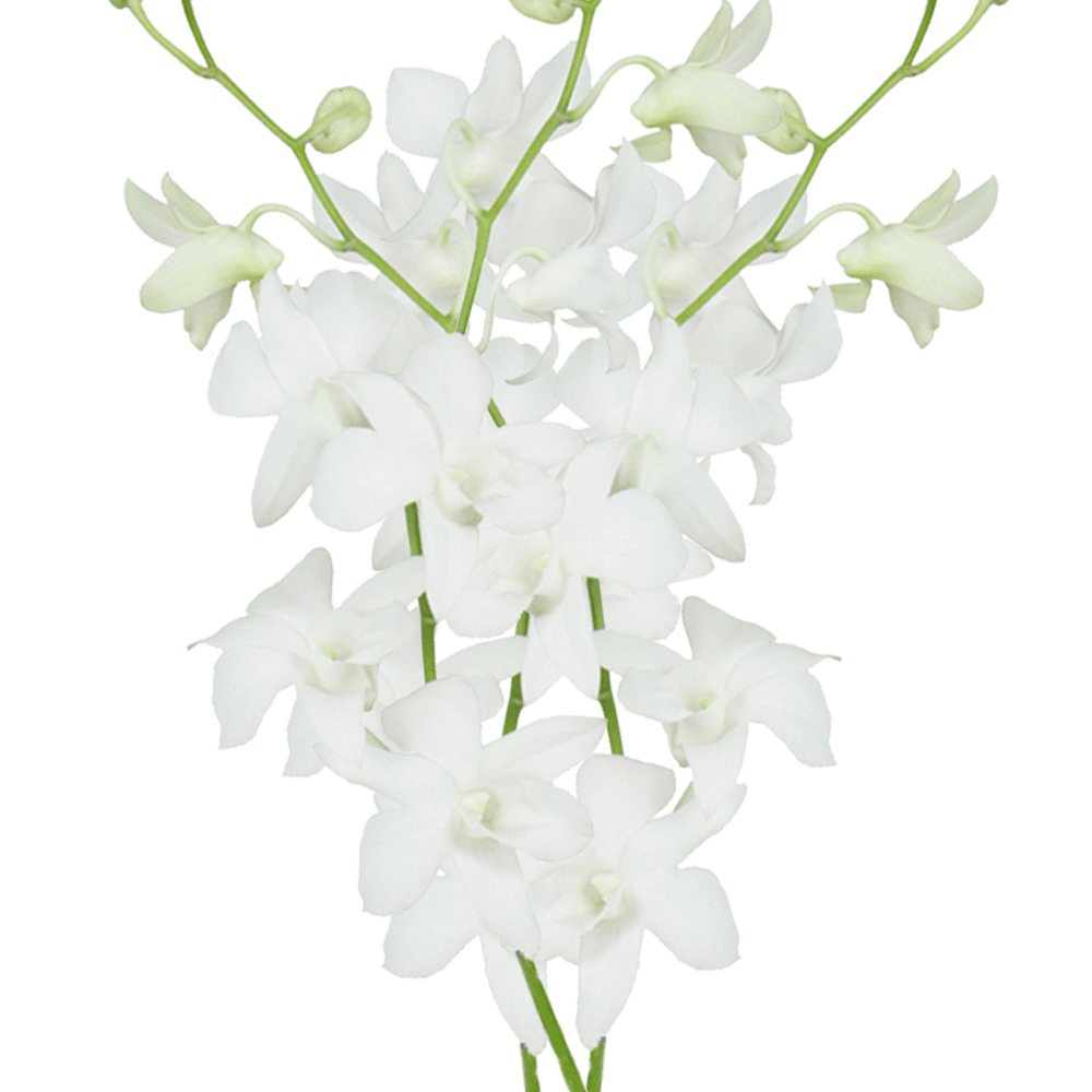White Orchid PNG Clipart Background