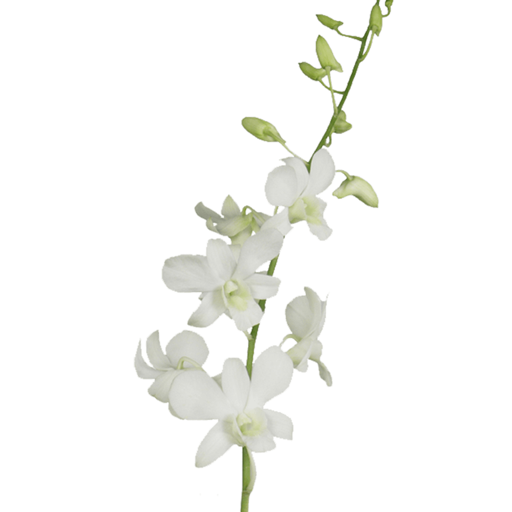 White Orchid PNG HD Quality