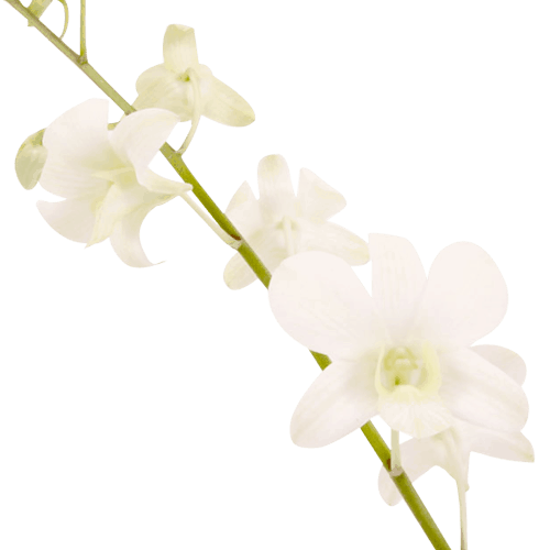 White Orchid Transparent Background