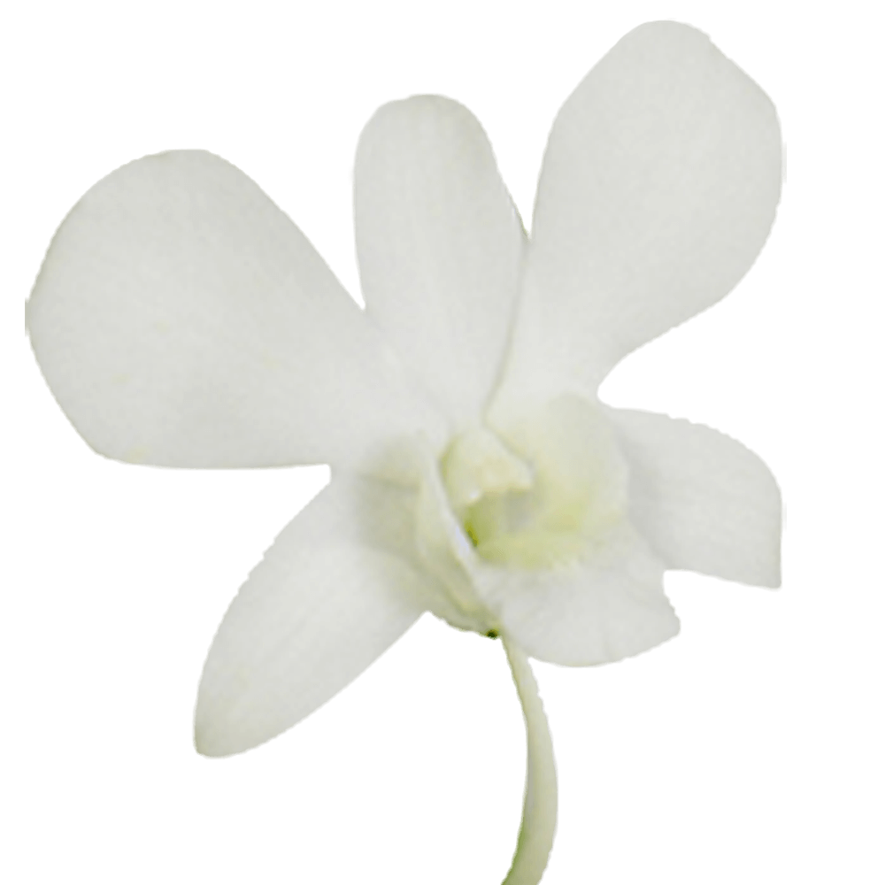 White Orchid Transparent File