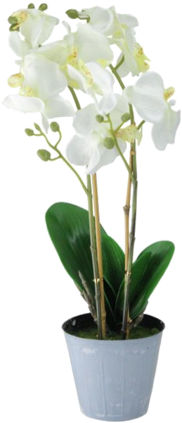 White Orchid Transparent Free PNG