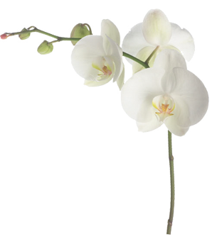 White Orchid Transparent Image