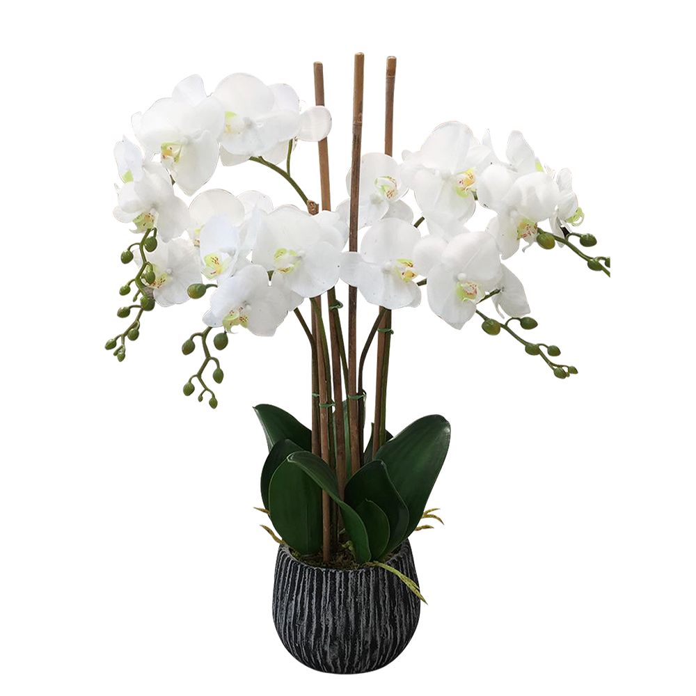 White Orchid Transparent Images