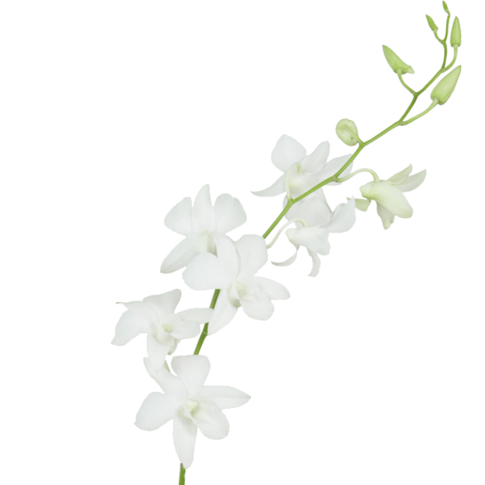 White Orchid Transparent PNG | PNG Play