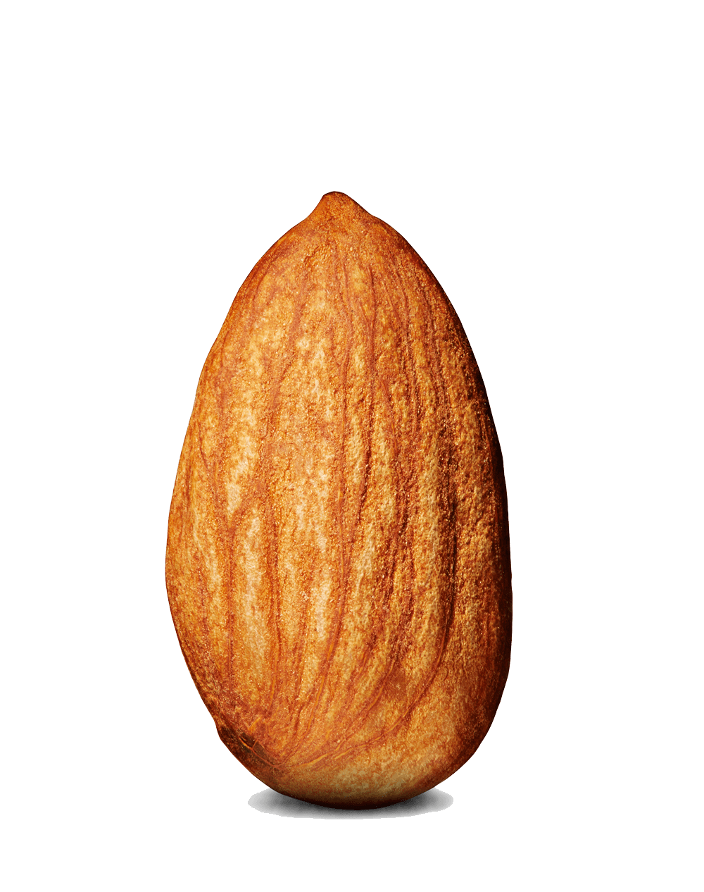 Almond PNG HD Quality