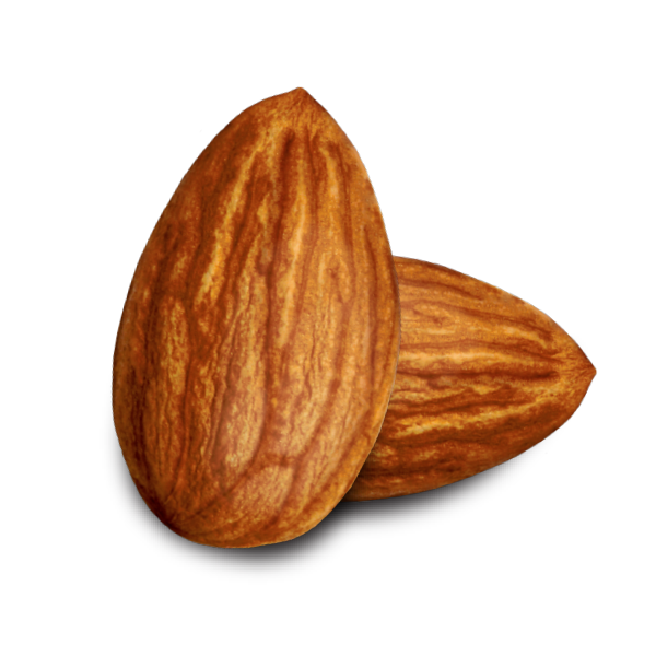 Almond PNG Pic Background