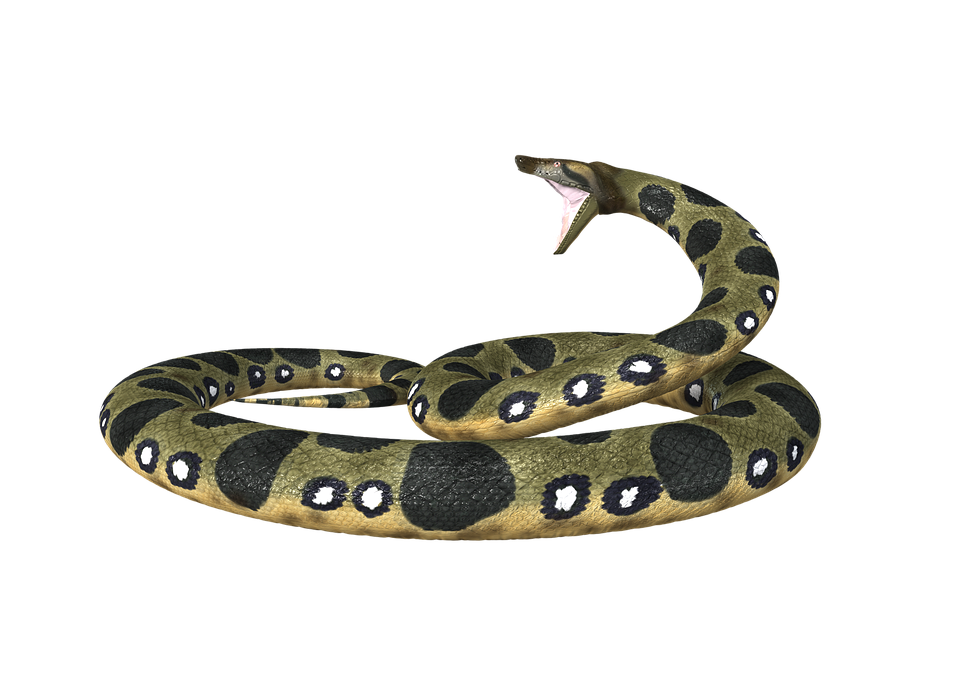 Anaconda PNG Gratuit Telecharger