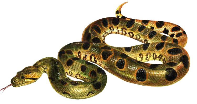 Anaconda PNG Telecharger Fond