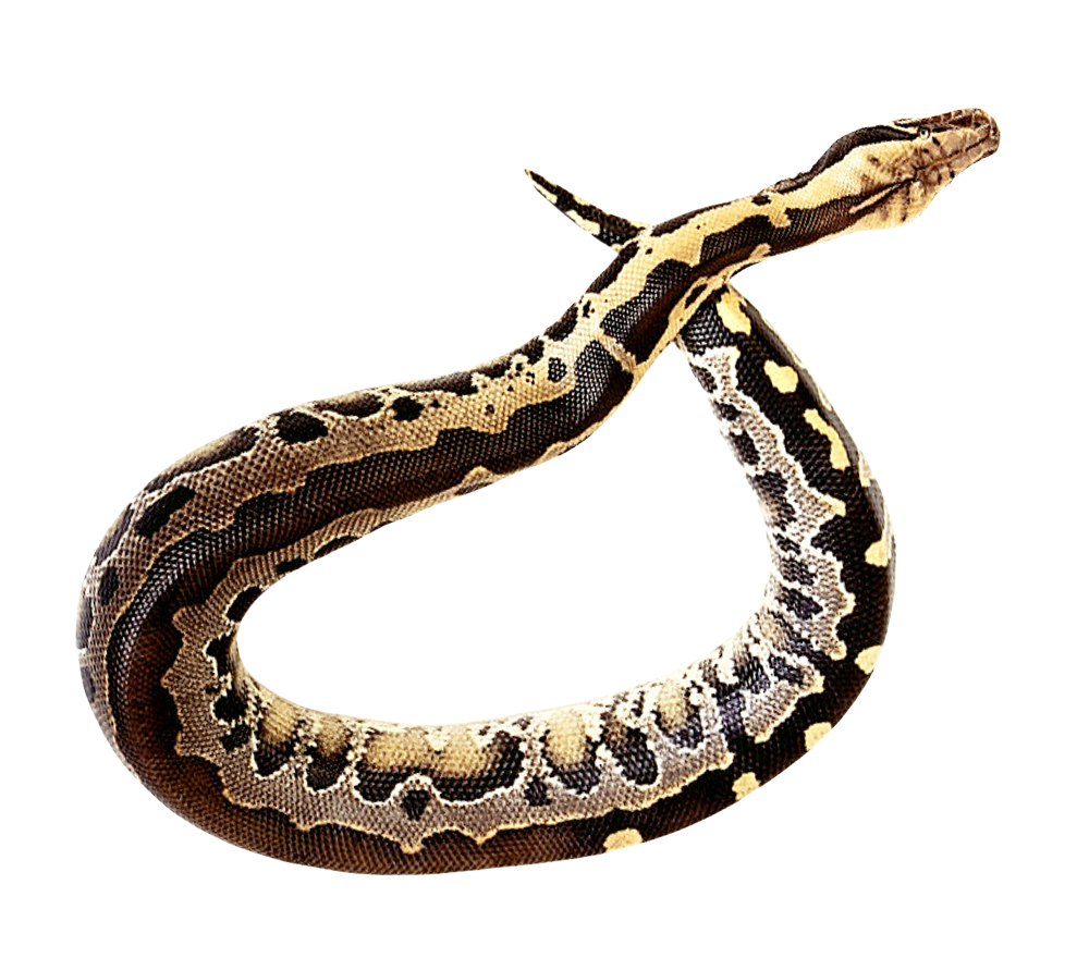 Anaconda Telecharger PNG